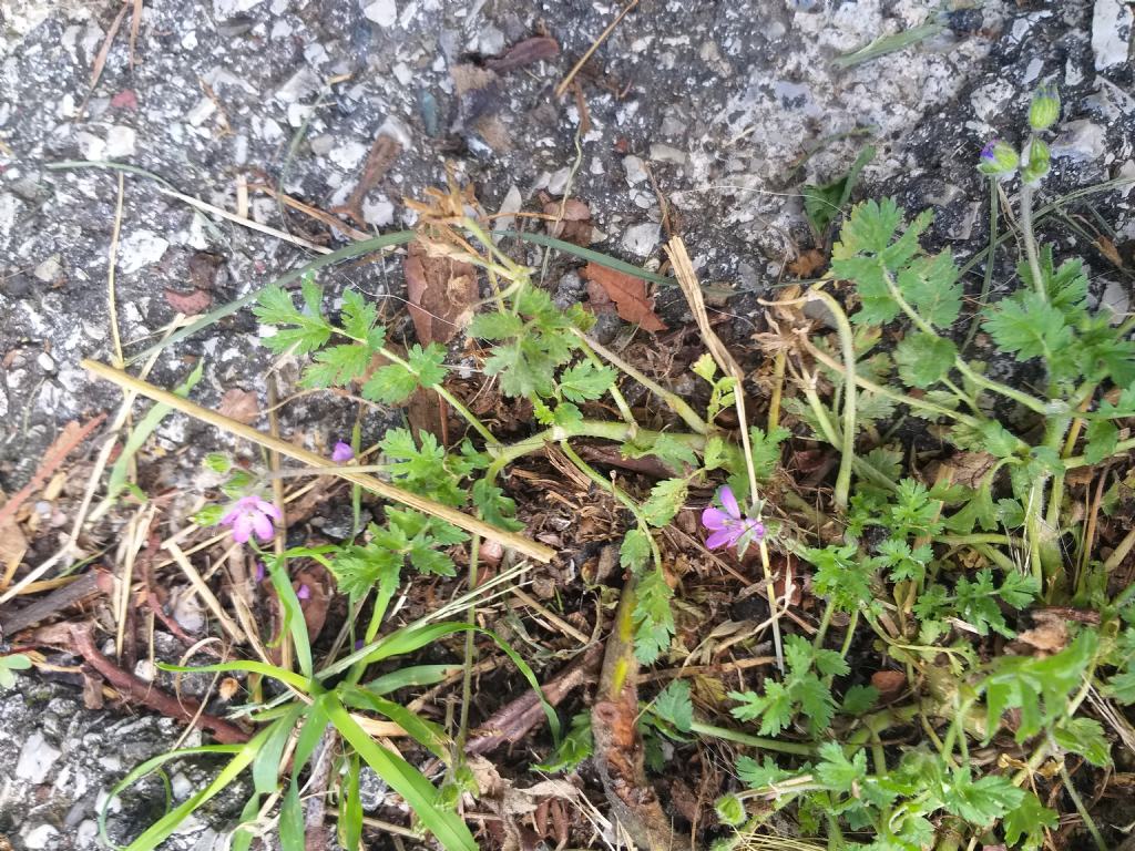 Erodium moschatum?